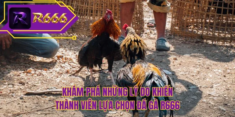 Khám phá những lý do khiến thành viên lựa chọn đá gà R666
