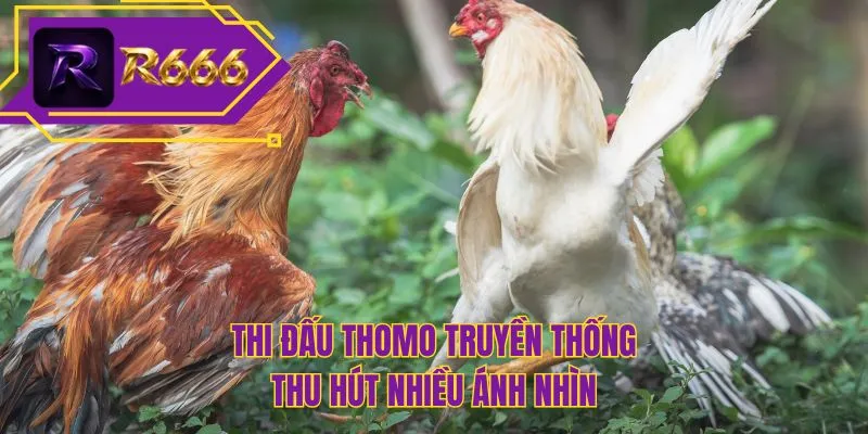 Thi đấu Thomo truyền thống thu hút nhiều ánh nhìn